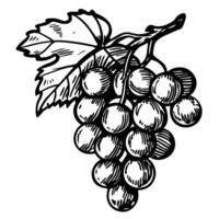 Black and white grape illustration detailed artistic representation of a hanging fruit cluster vector