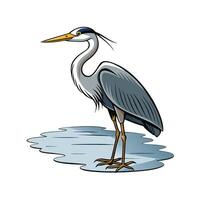 Elegant gray heron stands in shallow water illustration vector