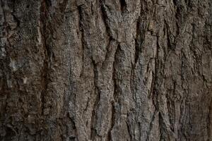 Close-up textured tree bark surface with natural rough wood patterns photo