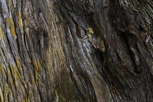 Close-up of textured tree bark with rough, peeling layers and dark tones photo