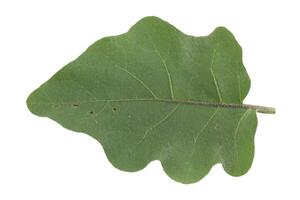 top view Eggplant leaf isolated on white background photo
