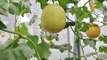 hydroponic melons that are ripe photo
