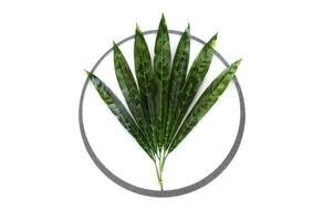 Symmetrical Arrangement of Green Leaves in a Circular Frame photo