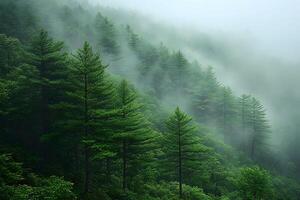 Misty Pine Forest on a Foggy Morning for Nature and Landscape Design photo