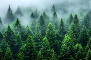 Serene Misty Evergreen Forest Landscape with Lush Greenery for Nature and Environment Themes photo