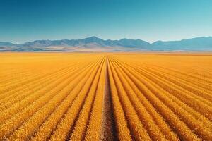Golden Wheat Field Panorama with Clear Sky and Majestic Mountain Range Landscape photo