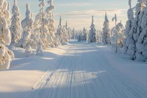 Cross country skiing trail passing through snow covered trees in winter wonderland photo
