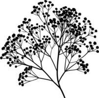 Silhouette of Delicate Gypsophila Paniculata Flowers Isolated on White Background vector