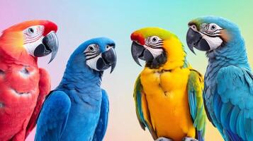 Four colorful macaws posing on a gradient background photo