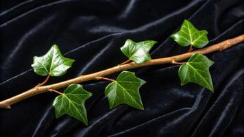 Macro shot of a wax-coated vine branch used in botanical preservation soft black velvet background photo
