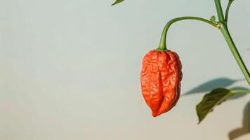 Sunlit carolina reaper pepper closeup vibrant red color nature setting macro photography lush environment photo