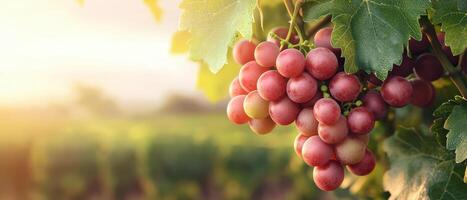 Harvesting fresh grapes in a vineyard at sunrise nature photography serene environment close-up view photo