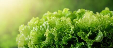 Fresh green lettuce harvest farm fields food photography natural environment close-up healthy lifestyle photo