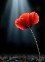 Captivating red flower blooms in spotlight nature scene dark background close-up view photo