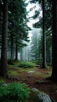 Exploring misty pine forests nature scene photography tranquil environment serene viewpoint photo