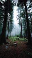 Mysterious foggy forest exploration pacific northwest nature photography serene environment ground level view tranquility photo