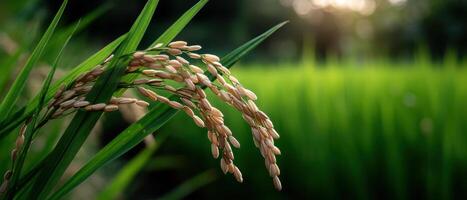 Harvesting rice grains lush green fields nature photography serene environment close-up view agricultural concept photo