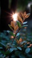 Morning sun illuminating green leaves in a serene forest setting macro photography nature's beauty photo