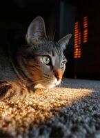 Curious cat observing sunlight at home animal photography cozy indoor setting close-up perspective photo