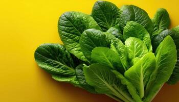 Harvesting fresh romaine lettuce organic farm food photography vibrant yellow background close-up healthy eating photo