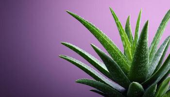 Aloe vera plant close-up against purple background nature photography serene environment artistic viewpoint photo