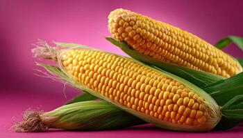 Freshly picked golden corn on pastel pink background food photography vibrant colors close-up view photo