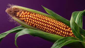 Harvesting bounty corn stalk abundance in studio setting close-up photography photo