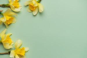 Yellow daffodils creating a border on pastel green background photo