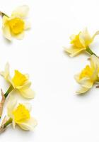 Yellow daffodils forming a border on white background with copy space photo