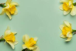 Daffodils creating a frame on light green background photo