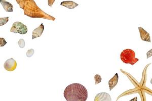 Sea shells for copy space photo