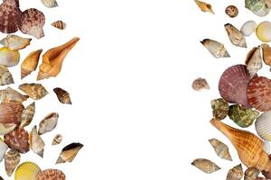 frame of seashells copy space photo