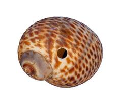 sea shell isolated photo