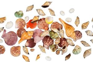 decorative shellfish pile background photo