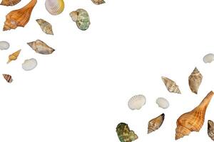 copy space shell decoration photo
