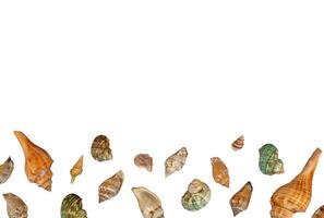 background with sea shells copy space photo