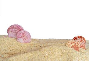 seashell on the sand banner background photo