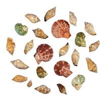 collection of seashells photo