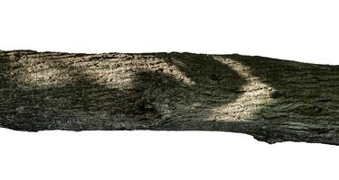 old wood tree border isolated photo