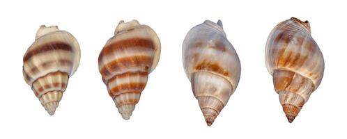 set of sea shells element isolated photo