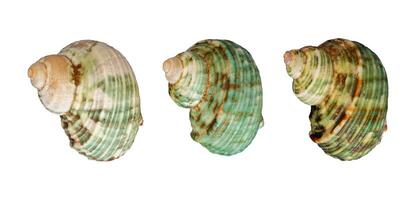 set of green seashells element photo