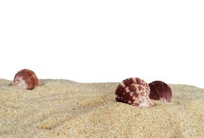 shell on the sand photo