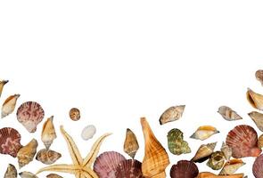shells flat lay border border photo