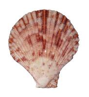 beautiful shells isolated photo