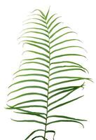 young fren leaf isolated element photo