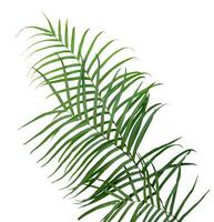 green fern isolated for nature element photo