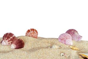 beautiful shells on sand border photo