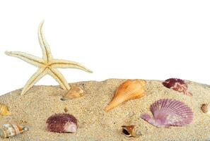starfish and shells on sand for background photo