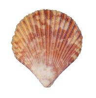 sea shell isolated element photo