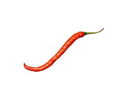 red hot chili isolated element photo